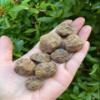 GAF TREASURES 1/2 LB Raw Garnet Crystals, Natural Garnet Stone, Natural Rough Garnet Crystals, Garnet Rough, Garnet Healing Crystals (Garnet) view 3