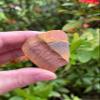 GAF TREASURES 1/2 LB Raw Tiger Eye Crystals, Natural Tiger Eye Stone, Natural Rough Tiger Eye Crystals, Tiger Eye Rough, Tiger Eye Healing Crystals (Tiger Eye) view 4