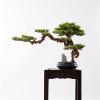 Artificial Bonsai Tree Artificial Bonsai Tree Home Green Simulation Tree Living Room Office Desktop Decor Simulation Welcome Pine Bonsai Tree Ceramic Vase Artificial Plants Indoor Fake Plants Bonsai T view 4