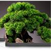 Artificial Bonsai Tree Artificial Bonsai Tree 22.4in Large Green Simulation Welcome Pine Bonsai Tree Living Room Office Desktop Decor Simulation Potted Plant Artificial Plants Indoor Fake Plants Bonsa view 4