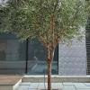 ESRADA Artificial Olive Tree 5.9 Feet Fake Olive Silk Plant, Perfect Tall Faux Topiary Silk Tree for Indoor Entryway Modern Decor Home Office Porch Balcony Gift 1.8m/70.9in view 3