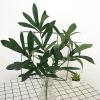 Mokylor 15.7in Artificial Greenery Plant Stems, Artificial Plants Olive Tree Branches Faux Olive Leaves Stems, Fake Olive Leaves Plant for Floral Arrangement Vase Bouquets Wedding Greenery Decor(#1) view 2