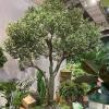 ESRADA Artificial Olive Tree 4.9ft (59.1'') Tall Fake Plants Suitable for Modern Living Rooms Home Office Indoor & Outdoor Garden Decor, Nearly Natural Silk Tree for Housew 1.8m/70.9in view 1