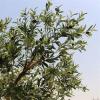 ESRADA Artificial Olive Tree 4.9ft (59.1'') Tall Fake Plants Suitable for Modern Living Rooms Home Office Indoor & Outdoor Garden Decor, Nearly Natural Silk Tree for Housew 1.8m/70.9in view 2