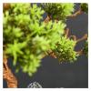 Artificial Bonsai Tree Small Artificial Bonsai Tree Fake Plant Potted Pine Bonsai Plant Faux Bonsai for Windowsill Yard Desktop Display9 Inches Artificial Plants Indoor Fake Plants Bonsai Tree view 4