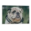 11"x17" Canvas Wall Art, Bulldog Dog Portrait English Picture Prints, Rustic Modern Wall Decor Artwork, Farmhouse Kitchen Canvas Painting, Home Office Decor Art Print view 1