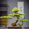 Simulation Potted Plants Bonsai Tree Artificial Bonsai Tree Indoors Outdoor Artificial Bonsai Pine Tree Faux Potted Plants House Plants for Bathroom Home Kitchen Office Feng Shui Decor Fake Plant Gree view 4