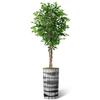 Artificial Tree in Black and White Vertical Stripe Planter, Fake Ficus Silk Tree for Indoor and Outdoor Home Decoration - 75" Overall Tall (Plant Pot Plus Tree) view 2