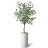 Artificial Tree in Modern Minimalist White Textured Planter, Fake Eucalyptus Silk Tree for Indoor and Outdoor Home Decoration - 66" Overall Tall (Plant Pot Plus Tree) view 2