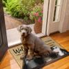 Welcome to Our Home Bath Mat,Cute Cat Bathroom Rugs Indoor Porch Doormat Non Slip Floor Rug Washable Small Carpets 18x30 Inches for Entrance Kitchen Bedroom Living Room Decoration view 2