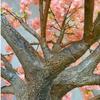 ESRADA Artificial Cherry Trees Champagne Cherry Blossom Tree Arch Fake Sakura Blossom Indoor Outdoor Home Office Party 1mx0.9m view 3