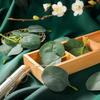 Gumney 100 Pcs Artificial Eucalyptus Leaves, Faux Eucalyptus Leaves Fake Leaves for DIY Crafts Wreath Wedding Home Party Christmas Decoration view 3