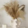 Hubceuo Coral Vase Nordic Art Container for Flower Pampas Grass Vase Living Room Tabletop Centerpieces Decor Creamy-White A High Guality view 3