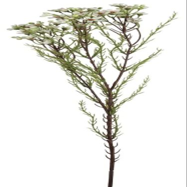 212 Main White Wax Flower Stem Artificial Flower