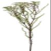 212 Main White Wax Flower Stem Artificial Flower view 1