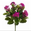 212 Main - 13.5 in. Fuchsia Kalanchoe Bushes X5- Case of 6 view 1