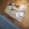 skilled hands Live Edge Hornbeam Coffee Table Center Table Rustic Coffee Table 36-40 inches view 2