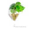 Wall Hanging Glass Plant Terrarium Container Perfect for Propagating Hydroponic Plants Home Office Garden Decor Wedding (Water Droplets (Width 10, Height 19 Centimeters)) view 2