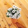 Artificial Daisy Bush by OakRidgeTM view 3