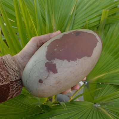 One Beautifully Narmadeshwar Shiva Lingam for Puja 6.5"" inch Indian God Idol Statue Stone Puja Room Religious god Idol Shiva Lingam Sacred Healing Narmada Shiva Lingam-164, Showing as Image