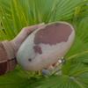One Beautifully Narmadeshwar Shiva Lingam for Puja 6.5"" inch Indian God Idol Statue Stone Puja Room Religious god Idol Shiva Lingam Sacred Healing Narmada Shiva Lingam-164, Showing as Image view 1