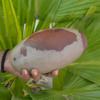 One Beautifully Narmadeshwar Shiva Lingam for Puja 6.5"" inch Indian God Idol Statue Stone Puja Room Religious god Idol Shiva Lingam Sacred Healing Narmada Shiva Lingam-164, Showing as Image view 4
