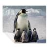 Throw Blanket for Couch,Blankets for Women,Antarctic Penguins Family Blanket,59x51.1 in view 1