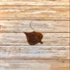 Aspen Leaf Ornament view 1