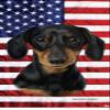 Best of Breed Dachshund Black/Tan Patriotic Terry Velour Microfiber Beach Towel 30" x 60" view 1