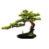 Artificial Plant Artificial Bonsai Pine Tree, 13Inch Faux Potted Plant, Fake Tree Pot Ornaments Cedar Bonsai Plant for Desk Display Artificial Indoor Plants view 1