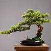 Artificial Plant Artificial Bonsai Pine Tree, 13Inch Faux Potted Plant, Fake Tree Pot Ornaments Cedar Bonsai Plant for Desk Display Artificial Indoor Plants view 4