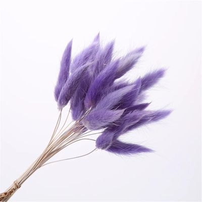 FOSANGPUSHI Bunny Tails Dried Flowers,30Pcs 45cm Natural Bunny Rabbit Tail Grass Real Bouquet Wedding Decoration Pampas Grass Boho Home Decor Purple