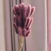FOSANGPUSHI Bunny Tails Dried Flowers,60Pcs 40cm Natural Rabbit Tail Grass Bunny Tails Dry Flowers Bouquet Photo Props,Home Decor,Wedding Flower Arrangement C view 1