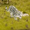 EHJRE Wildlife Sculpture for Home Decor - Elegant Tabletop Figurine for Living Room Or Office, Snow Leopard view 4