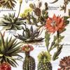 Decorative Toilet Paper Covers, 9 Paper Wraps - 3 of Each Design, Fits Any Size Toilet Paper Roll (Pattern: Desert Garden) view 3