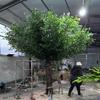 Artificial Green Banyan Tree Simulation Plants Silk Fake Ficus Tree with Real Wood Trunk for Office Home Farmhouse for Indoor Outdoor Decor (Size : 1mx0.9m) view 1