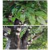 Artificial Green Banyan Tree Simulation Plants Silk Fake Ficus Tree with Real Wood Trunk for Office Home Farmhouse for Indoor Outdoor Decor (Size : 1mx0.9m) view 2