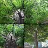 Artificial Green Banyan Tree Simulation Plants Silk Fake Ficus Tree with Real Wood Trunk for Office Home Farmhouse for Indoor Outdoor Decor (Size : 1mx0.9m) view 3