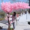 LPLYAA Artificial Cherry Blossom Tree Wishing Tree Simulation Plants Peach Blossom Tree Silk Flower Decoration for Wedding Event Party Restaurant Mall (Size : 1.5 * 1m/4.9x3.2ft) view 1