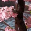 LPLYAA Artificial Cherry Blossom Tree Wishing Tree Simulation Plants Peach Blossom Tree Silk Flower Decoration for Wedding Event Party Restaurant Mall (Size : 1.5 * 1m/4.9x3.2ft) view 2