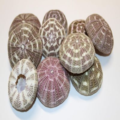 Pack of 48 Alfonso Urchin/Gator Urchins/Craft Supply/Air Plant Holder/Sailor Valentines Art Supply/Tropical Home Accent Decor SS-02