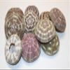 Pack of 48 Alfonso Urchin/Gator Urchins/Craft Supply/Air Plant Holder/Sailor Valentines Art Supply/Tropical Home Accent Decor SS-02 view 1