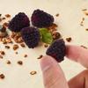 Alasum Artificial Raspberry 16pcs Fake Fruit Lifelike Berry Simulation Plant Photography Props for Wedding Table Centerpieces Home Kitchen Decor Photography Props Black, 2.30X1.50X1.50CM view 3
