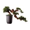 FAFACAI Artificial Bonsai Tree Artificial Tree Bonsai Pine Conifer Bonzai Tree Ceramic Pot Carving Art Texture Office Artificial Indoor Plants for Home Decor Simulation Tree (Black) view 1