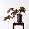 FAFACAI Artificial Bonsai Tree Artificial Tree Bonsai Pine Conifer Bonzai Tree Ceramic Pot Carving Art Texture Office Artificial Indoor Plants for Home Decor Simulation Tree (Black) view 4