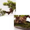 LINKIO Pot for Fake Tree Artificial Bonsai Tree Green Plant Bonsai Home Garden Living Room Decoration Artificial Plant Bonsai Desktop Ornaments Artificial Trees for Home Decor Indoor view 3