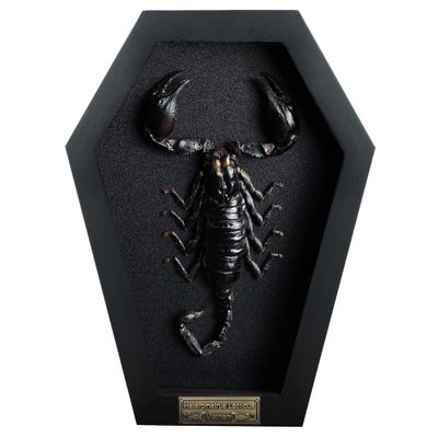 Real Scorpion Frame Coffin Box Dead Taxidermy Insect Beetle Bug Preserved Black on Black Shadow Box Spooky Gothic Decor for Home Craff Artwork Wall Hanging Decoration CF18-51-DE-A9