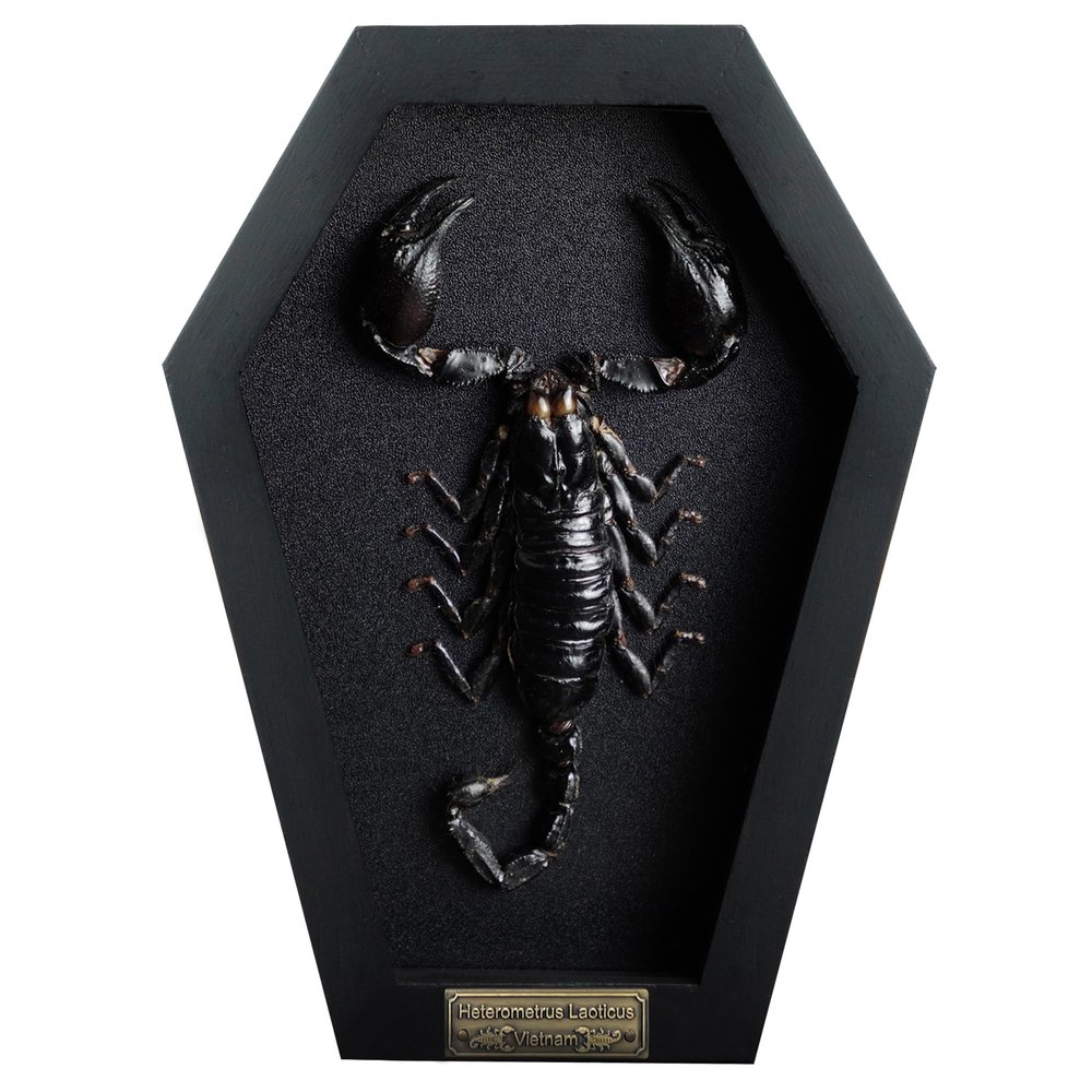 Real Scorpion Frame Coffin Box Dead Taxidermy Insect Beetle Bug Preserved Black on Black Shadow Box Spooky Gothic Decor for Home Craff Artwork Wall Hanging Decoration CF18-51-DE-A9