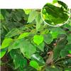 ESRADA Simulation Banyan Tree Artificial Green Banyan Trees Simulation Banyan Tree for Hotel Large Green Plant Floor Living Room Plant,Extension 3 * 3m view 4