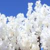 Artificial White Cherry Blossom Trees - Handmade Tree for Home Office - Beautiful Indoor Outdoor Plant view 3